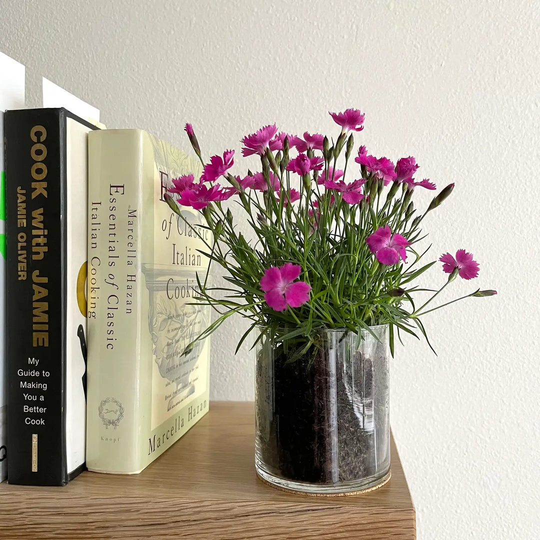 Essential Love Maiden Pink Floral Grow Kit