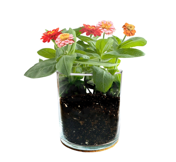 Essential Mom Mixed Zinnia Mother&